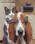 pic for Cat & Dog Friends